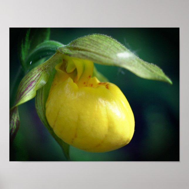 Póster Acercamiento de la flor de orquídeas salvajes Lady (Frente)