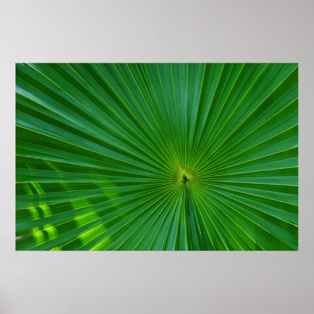 Póster Acercamiento de la hoja de palma (Frente)