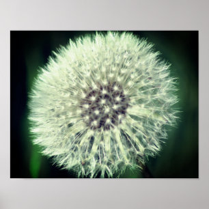 Póster Acercamiento de las flúpulas de Dandelion blancas