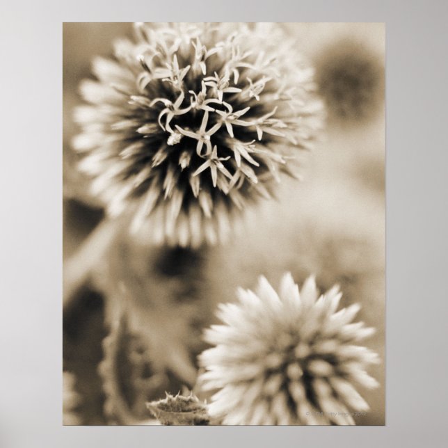 Póster Acercamiento de las plantas de espiga (Frente)