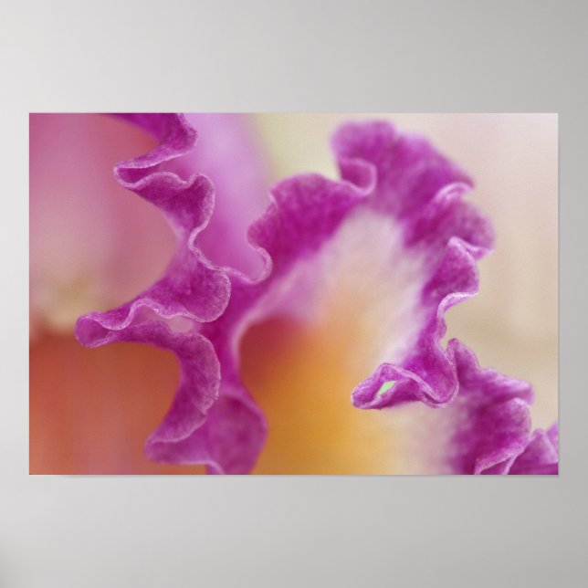 Póster Acercamiento de orquídeas híbridas, Delray Beach,  (Frente)