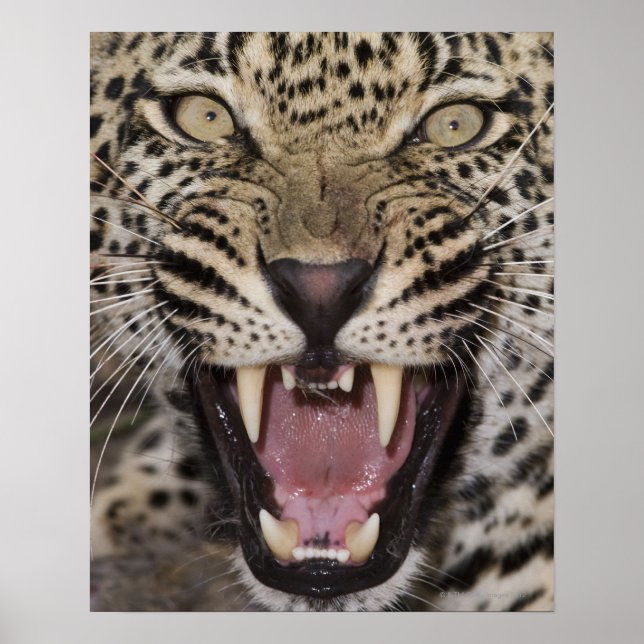 Póster Acercamiento del gruñido de leopardo (Frente)