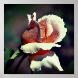 Póster Acercar la flor de Rosebud