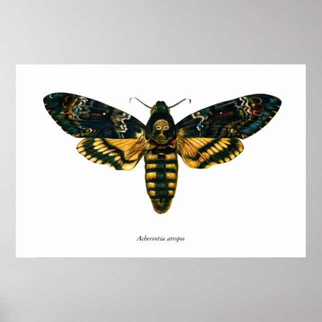 Póster Acherontia atropos (Death's Head Hawkmoth) (Frente)