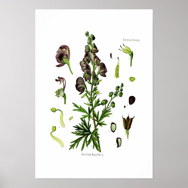 Póster Aconitum napellus (Frente)