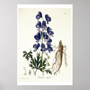Póster Aconitum Napellus de 'Phytographie Medicale' por