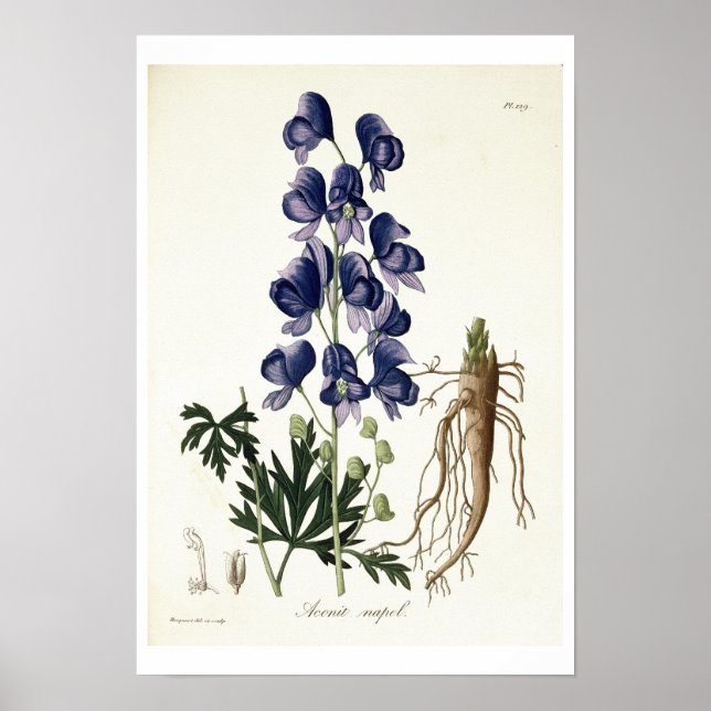 Póster Aconitum Napellus de 'Phytographie Medicale' por (Frente)