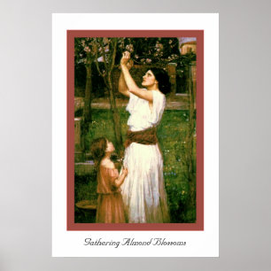 Póster Acopio de los flores de la almendra