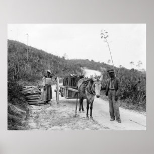 Póster Acopio del sisal, Nassau, islas de Bahama, c1900