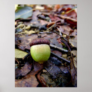 Póster Acorn verde en el bosque