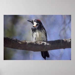 Póster Acorn Woodpecker