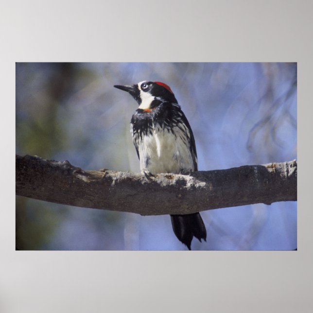 Póster Acorn Woodpecker (Frente)