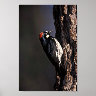 Póster Acorn Woodpecker