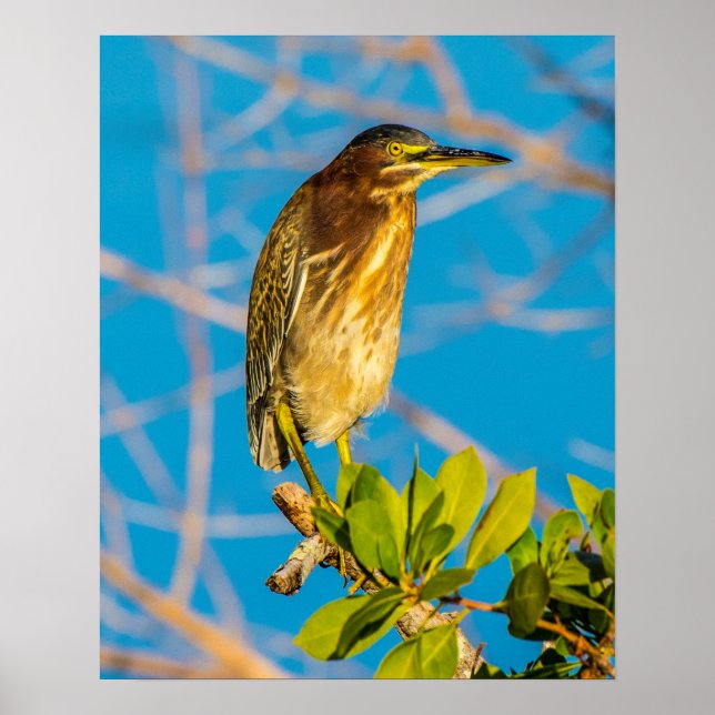 Póster Act Natural 16 x 20 Poster (Frente)