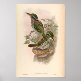 Póster Actenoides Lindsayi Kingfisher Vintage Birds