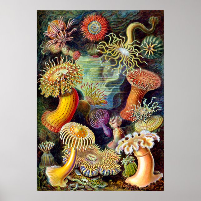 Póster Actiniae de Ernst Haeckel (Frente)