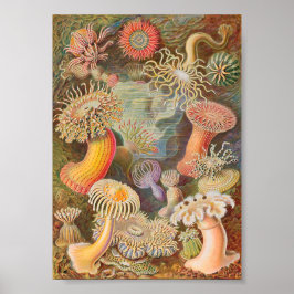 Póster Actiniae Sea Anemones (Ernst Haeckel)