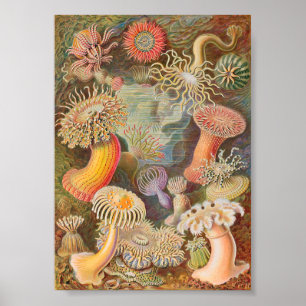 Póster Actiniae Sea Anemones (Ernst Haeckel)