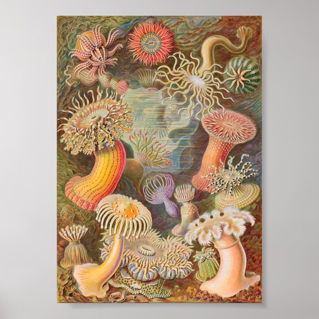Póster Actiniae Sea Anemones (Ernst Haeckel) (Frente)