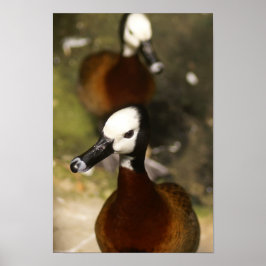 Póster Actitud de pato