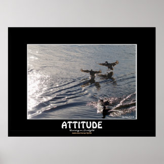 Póster AcTITUD del pato salvaje Foto de naturaleza motiva