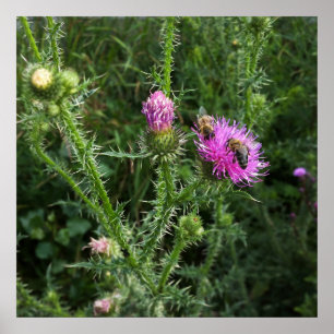 Póster Actividad veraniega