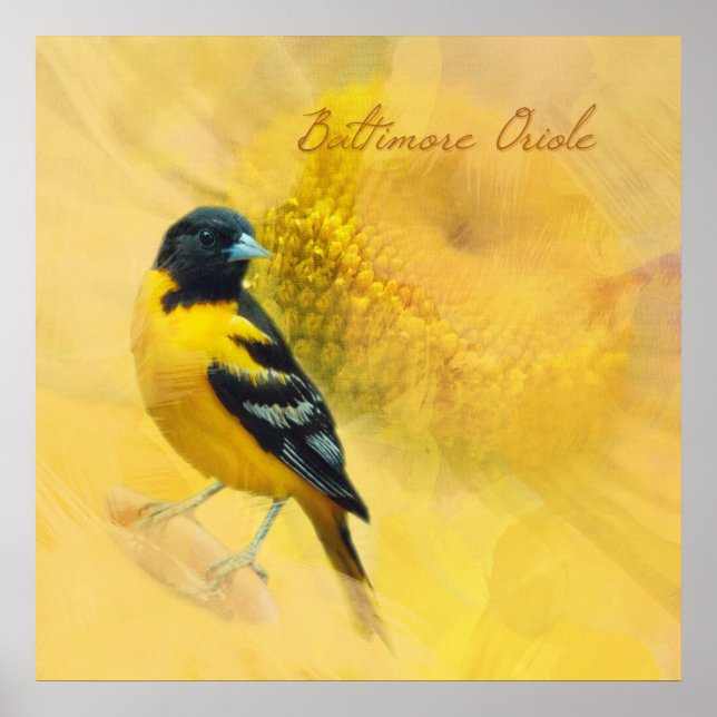 Póster Acuarela Baltimore Oriole (Frente)