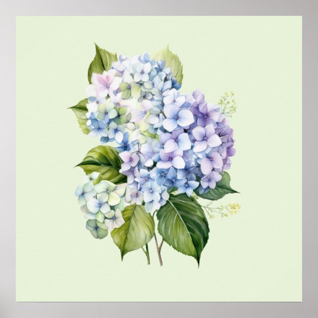 Póster Acuarela Botánica Floral Hydrangea (Frente)