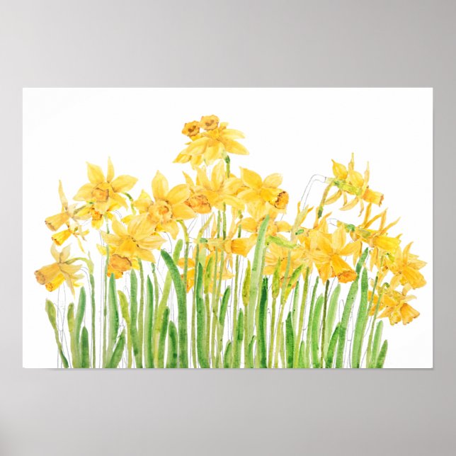 Póster acuarela de campo de los daffodils amarillos (Frente)