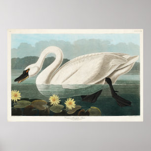 Póster Acuarela de cisne blanco