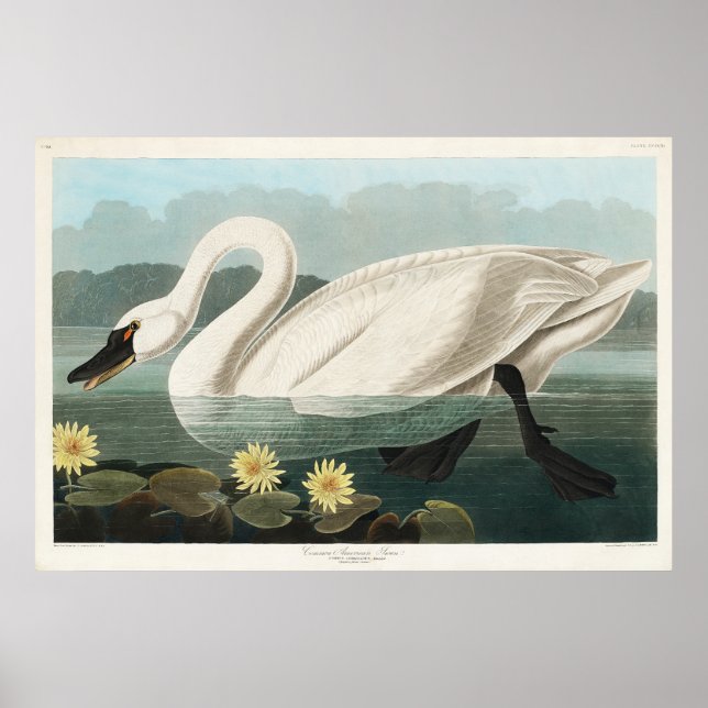 Póster Acuarela de cisne blanco (Frente)