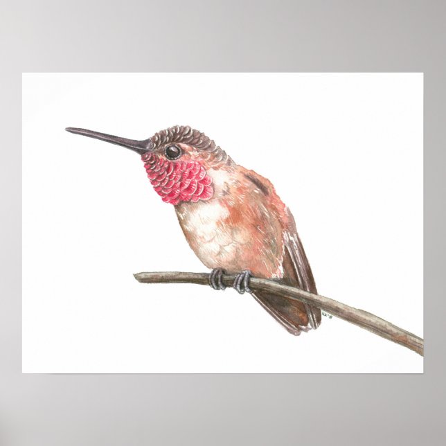 Póster acuarela de colibrí (Frente)