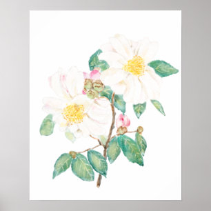 Póster acuarela de flores de camelia blanca