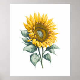 Póster Acuarela de girasol