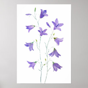 Póster acuarela de harebell púrpura