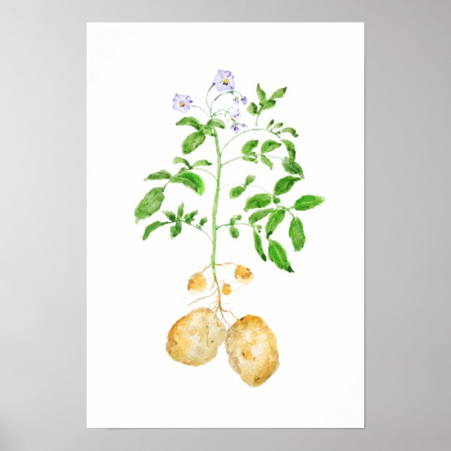 Póster acuarela de la planta de papa (Frente)