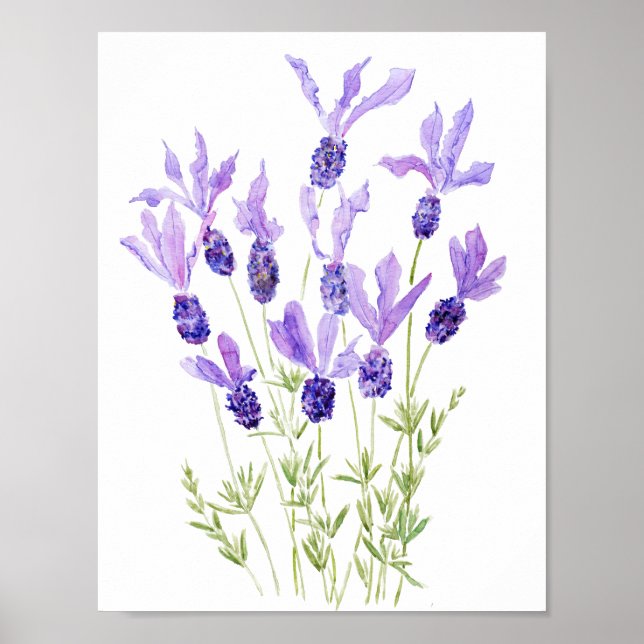 Póster acuarela de lavanda francesa púrpura (Frente)