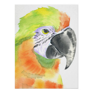 Póster Acuarela de loro