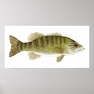Póster Acuarela de Smallmouth Bass