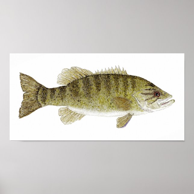 Póster Acuarela de Smallmouth Bass (Frente)