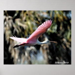 Póster Acuarela del Spoonbill rosado