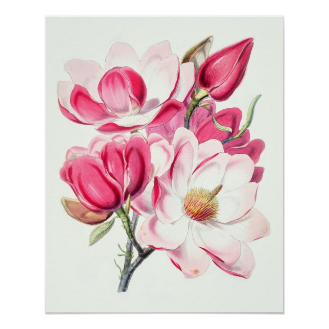 Póster Acuarela Flores de Magnolia Rosa Botánica (Anverso)