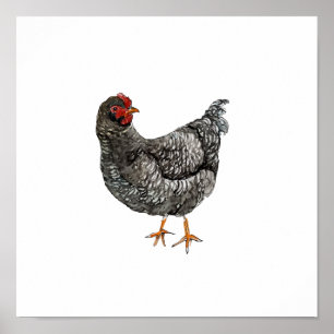 Póster Acuarela Gallina Pájaro Pintura en negro y blanco