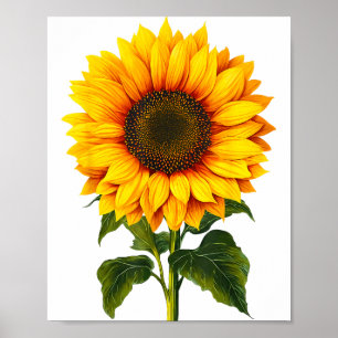 Póster Acuarela girasol amarillo jardín botánico verano
