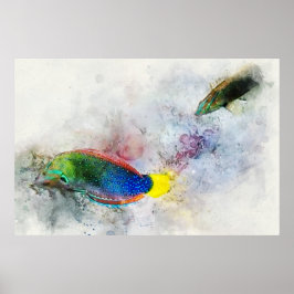 Póster Acuarela hawaiana de peces tropicales - Wrasse