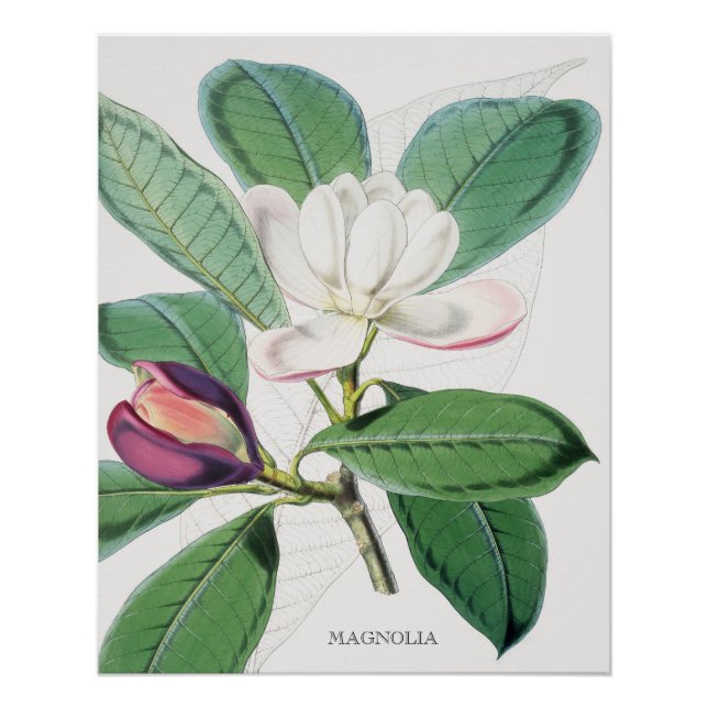 Póster Acuarela Magnolia Botánica Blanca y hojas verdes (Anverso)