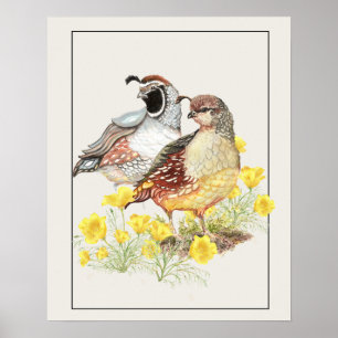 Póster Acuarela original California Quail Masculino y hem