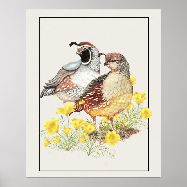 Póster Acuarela original California Quail Masculino y hem (Frente)