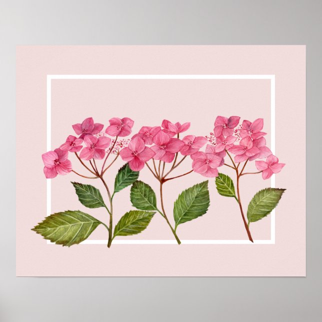 Póster Acuarela Pink Hydrangea Lacecaps Ilustracion (Frente)