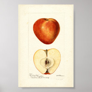 Póster Acuarela Pomológica Marshall Red Página de Scrapbo